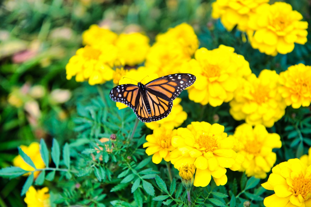 A butterfly resting with wings open