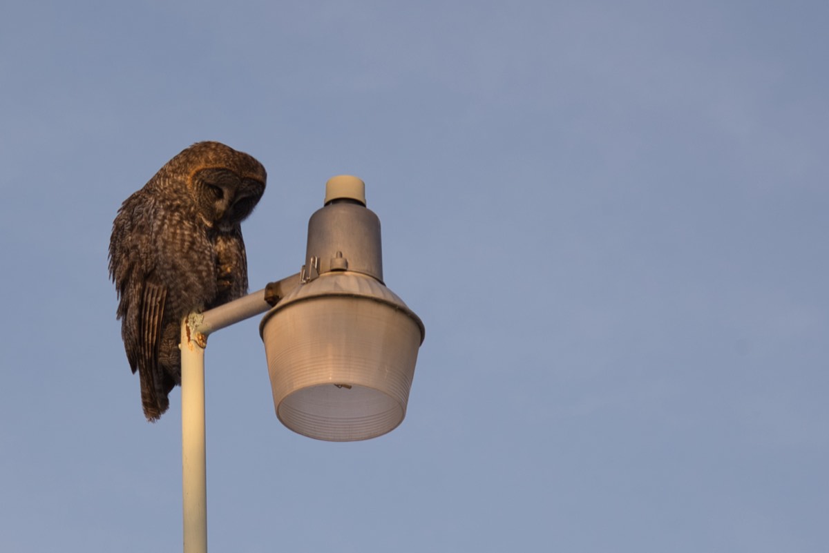 An owl perched on a streetlamp against a pale blue sky, lit warm by low sun